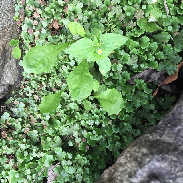 #ゼニゴケ#街の中でみつけた植物#苔見つけた、みつけた(^_^)苔の中でも独特の世界観があるゼニゴケ。結構嫌われ者のようですが、私は好きです。コンクリートの溝の土が溜まったところにひっそり生えていました。一緒に雑草も生えていますが、この花も可愛い。そっと持ち帰って苔ボトルにしよう。#moss lover#身近な植物 日本は苔大国。やっぱり日本に生まれてよかったな。