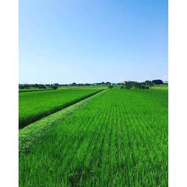緑がまぶしい田んぼの季節。子供達の生き物調査に参加しました。#滋賀の風景#夏の滋賀