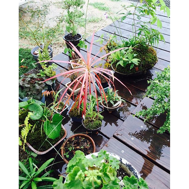 #恵みの雨雨がふってきたー！となると、大急ぎで軒下の鉢植えを外へ出す。#メデルガーデン#光葉園