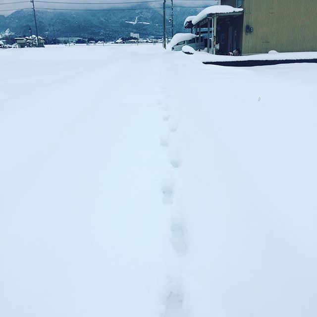 #大雪1月22日の景色。人生初めての大雪でした。いつもの道を歩くことがこんなにも怖いと思ったのも初めてでした。#大雪の次の日