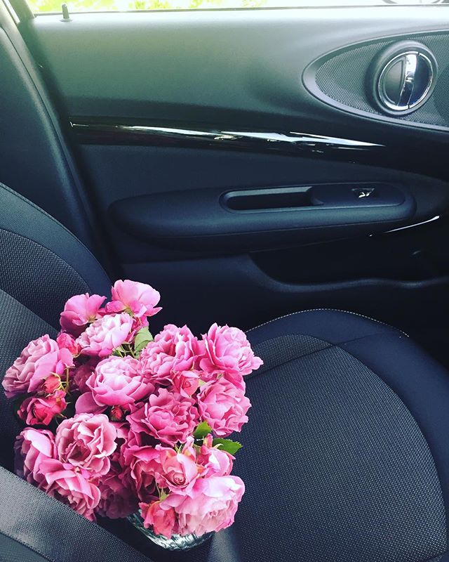 #バラの季節庭に満開に咲いた和バラの葵さんを詰んで、助手席へ。ドライブ♡#may#rose #drive #mini #date#romantic #beautiful #恋する5月#バラ#和バラ#ドライブ日和