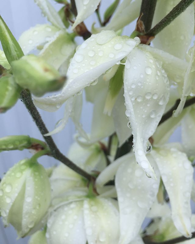 #雨#ニューサイランの花斑入りのニューサイランが花をつけました。花は意外にもエレガント。でも、弱ってるの？花が咲いたのを見たのは初めてです。#白い花#ニューサイラン#メデルガーデン