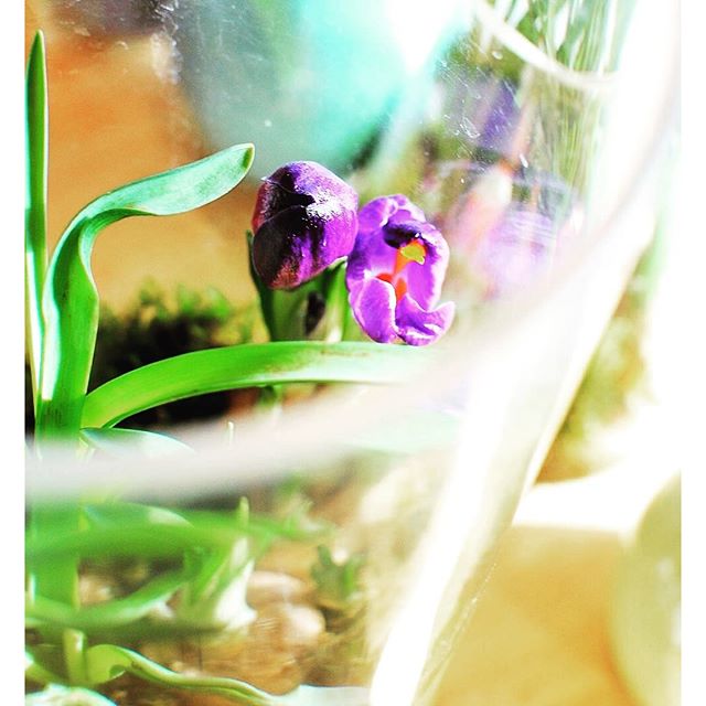 #クロッカスが咲きました紫のクロッカスも、小さく花びらを開いて、咲いてくれています。#メデルガーデン #光葉園 #球根テラリウム