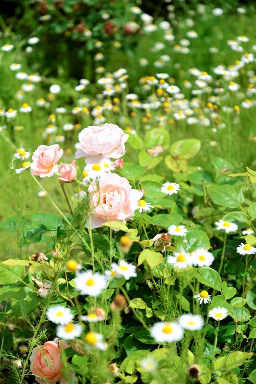 ピンクのバラとカモミールの庭